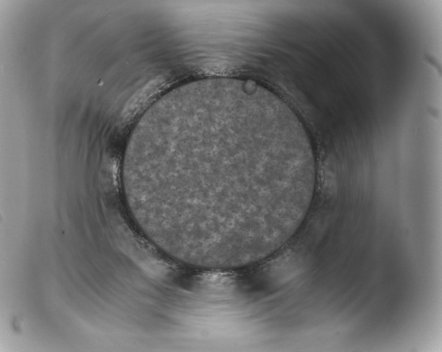 X0000103960117200810171910