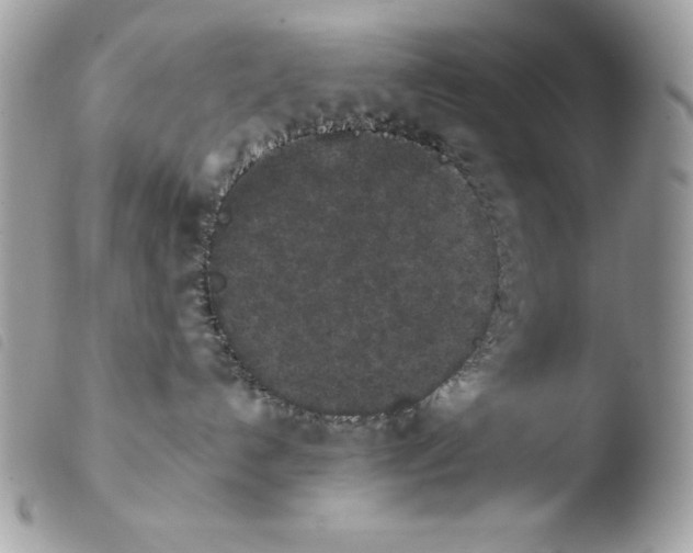 X0000103960192200810171910