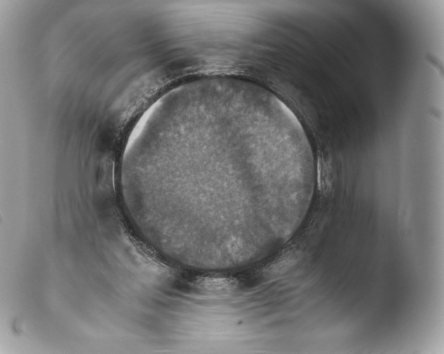 X0000103960205200810171909