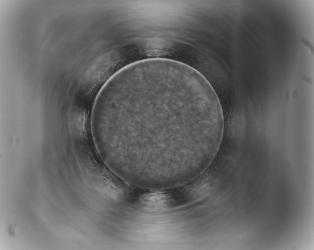 X0000103960219200810171909