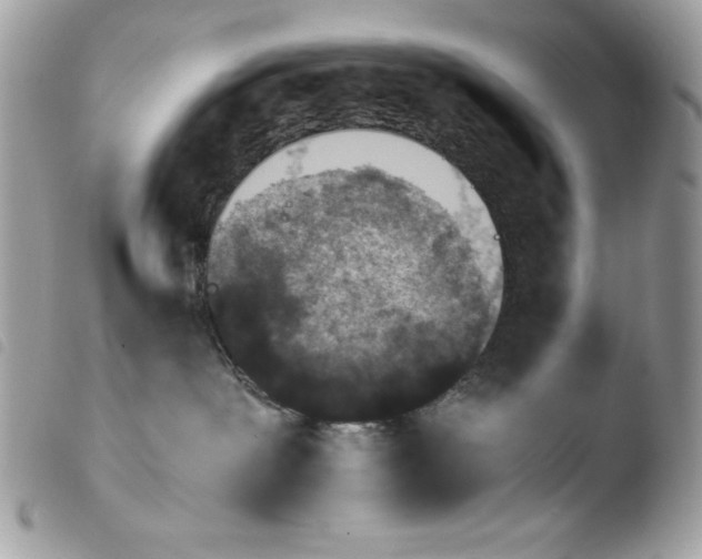 X0000103960239200810171909