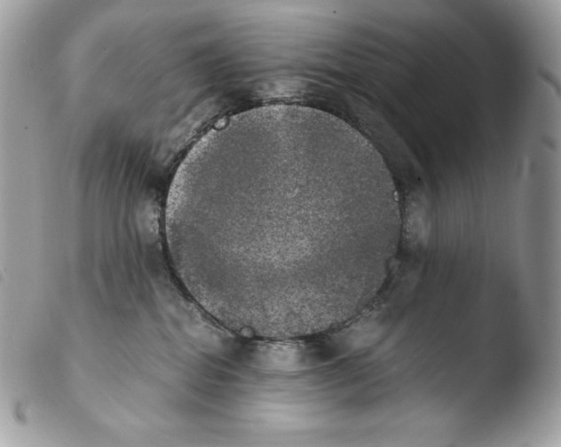 X0000103960282200810171909