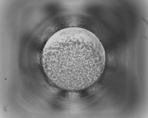 X0000103960311200810171908