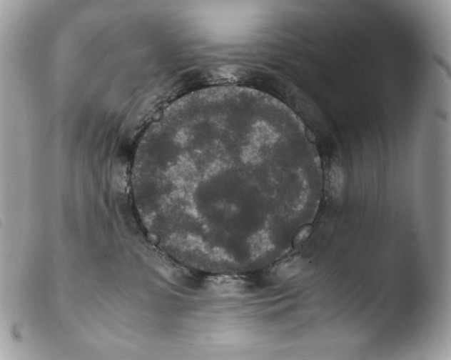 X0000103960331200810171907