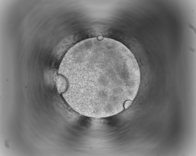 X0000103960336200810171907