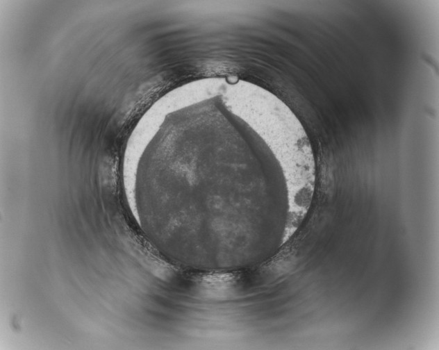 X0000103960357200810171907