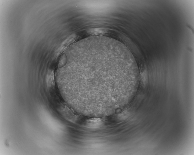 X0000103960381200810171907