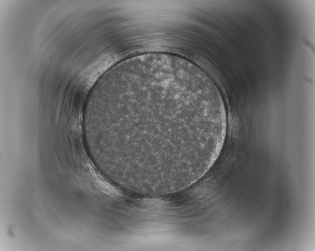 X0000103960389200810171906