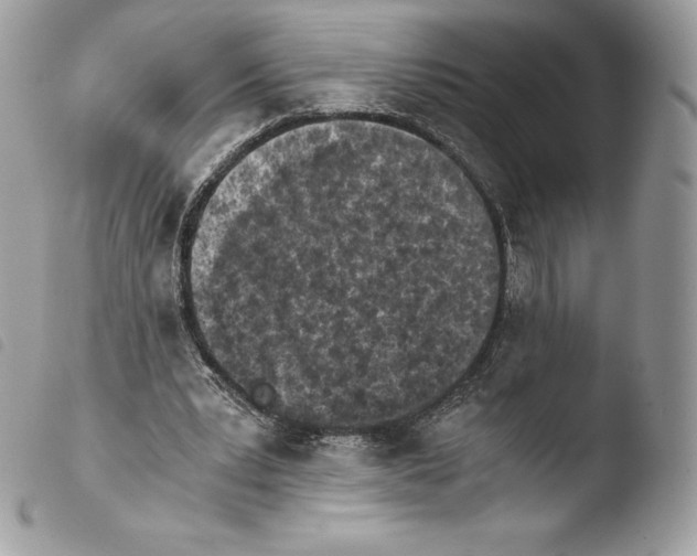 X0000103960391200810171906