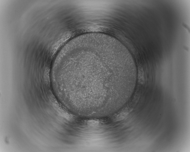 X0000103960394200810171906