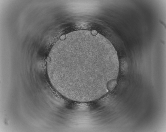 X0000103960409200810171906