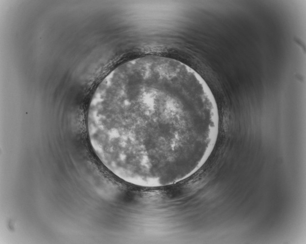 X0000103960411200810171906