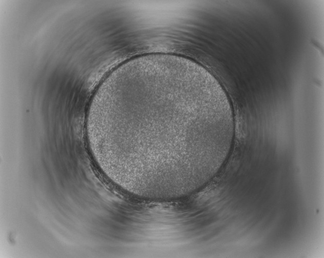 X0000103960434200810171905