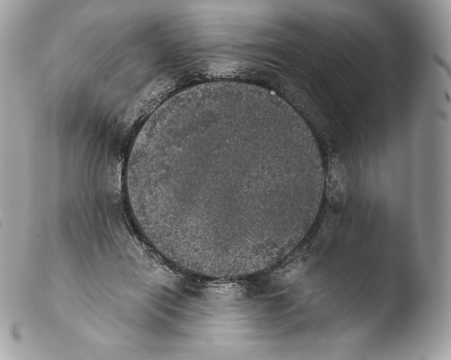 X0000103960454200810171905