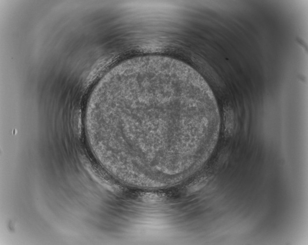 X0000103960494200810171905