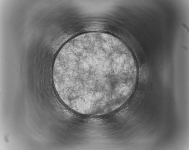 X0000103960529200810171904