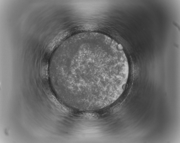 X0000103960585200810171904