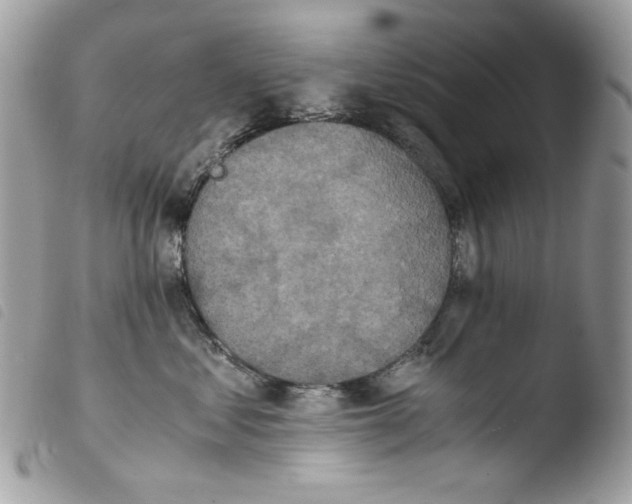 X0000103960621200810171903