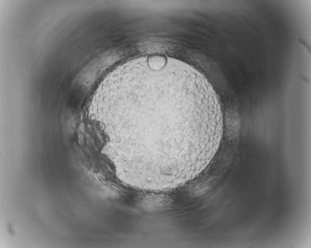 X0000103960631200810171903