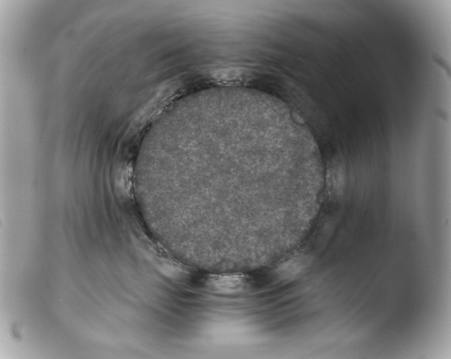 X0000103960671200810171903