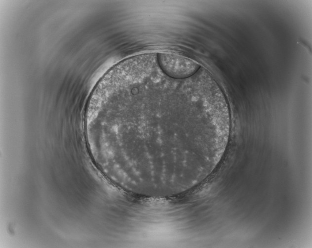 X0000103960907200810171859