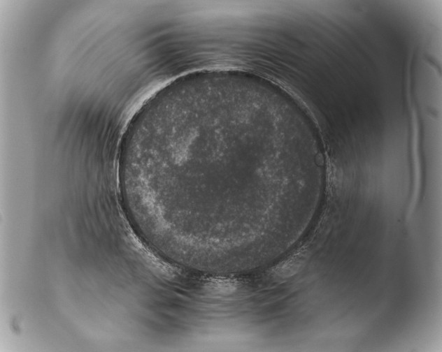 X0000103960935200810171859