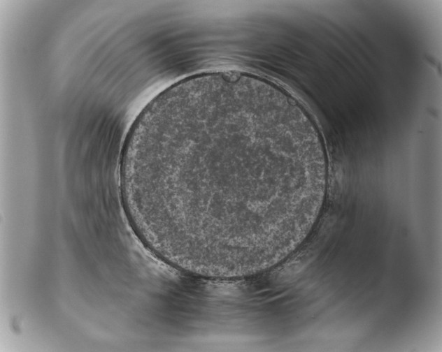 X0000103960951200810171859