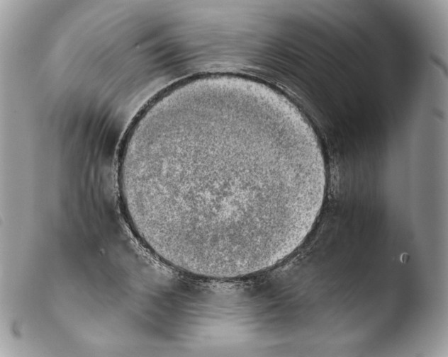 X0000103960976200810171858