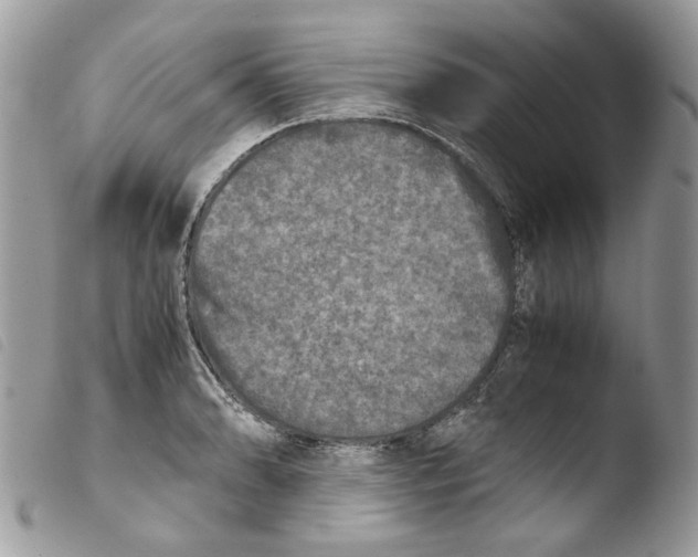 X0000103961086200810171857