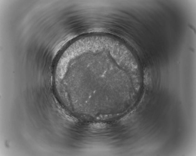 X0000103961117200810171856