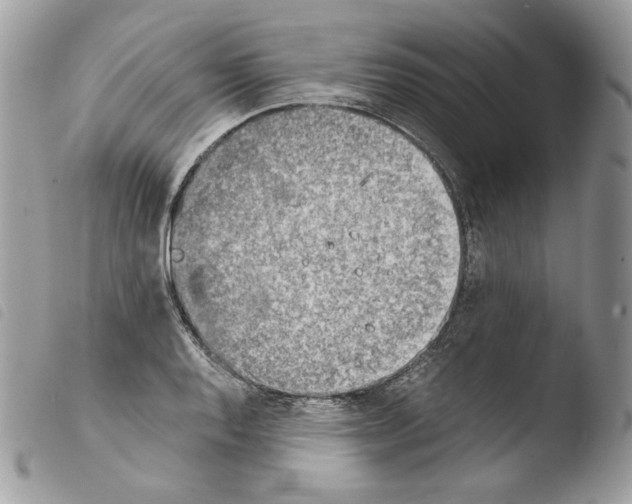 X0000103961128200810171856