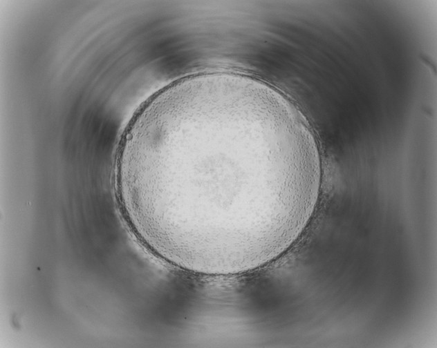 X0000103961136200810171856