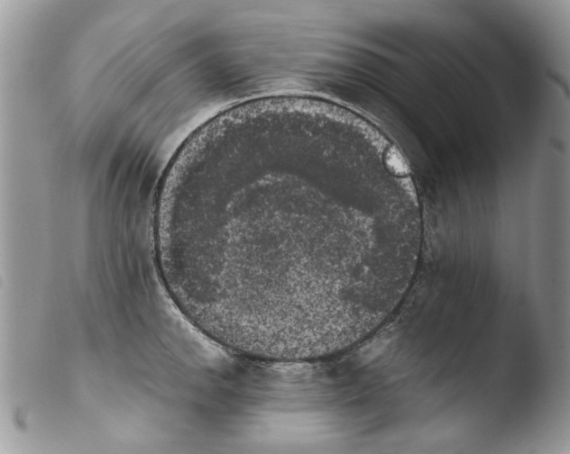 X0000103961142200810171856