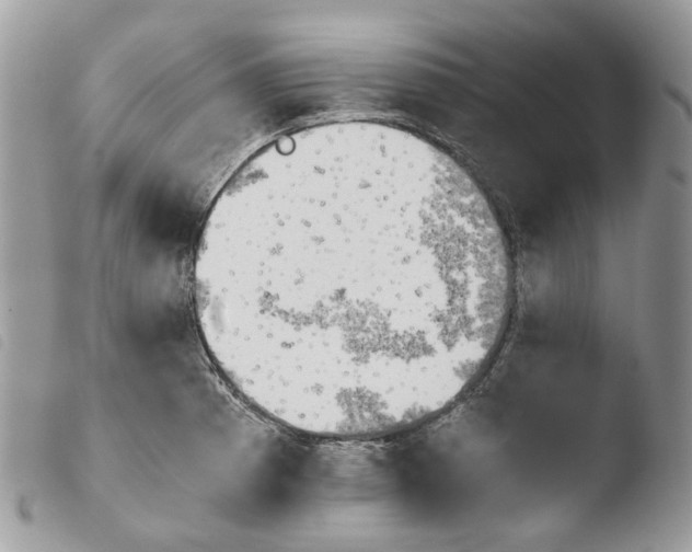 X0000103961185200810171855