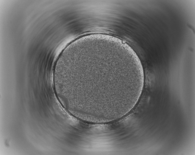 X0000103961188200810171855