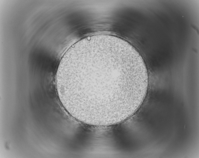 X0000103961193200810171855