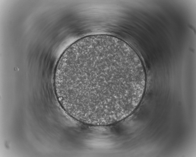 X0000103961197200810171855