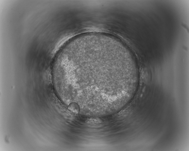 X0000103961215200810171854