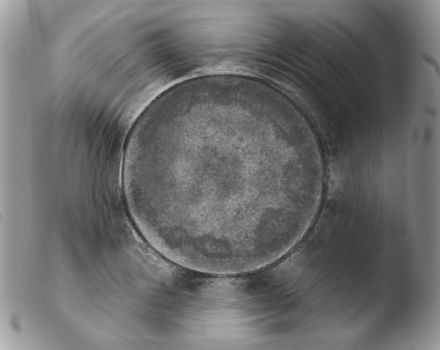 X0000103961228200810171855