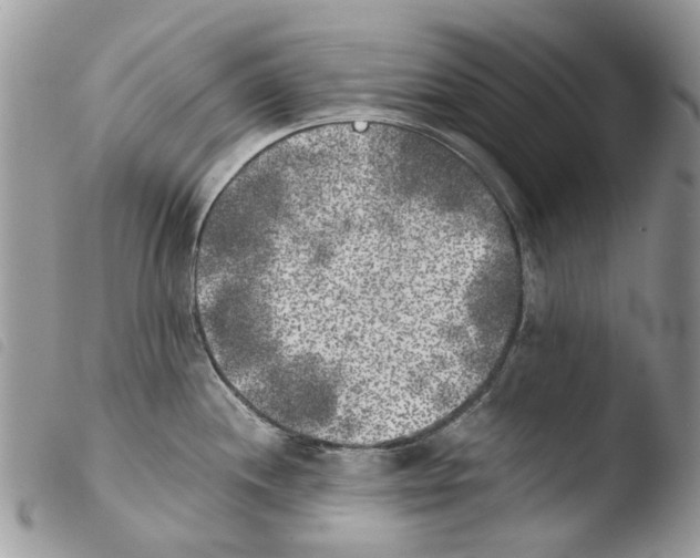 X0000103961244200810171855