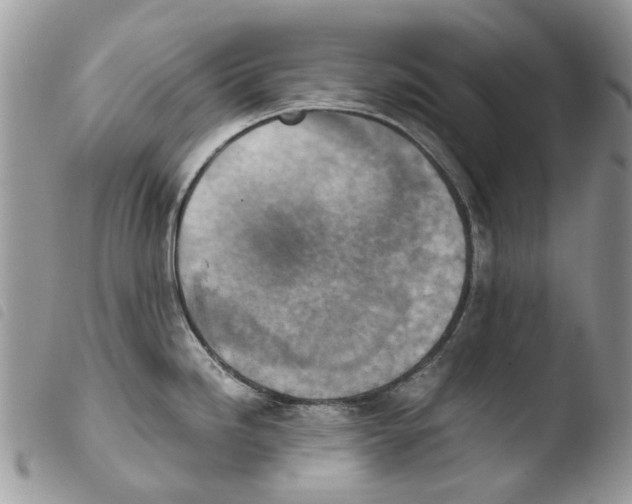 X0000103961246200810171855