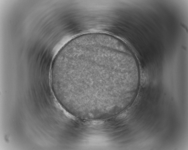 X0000103961294200810171853