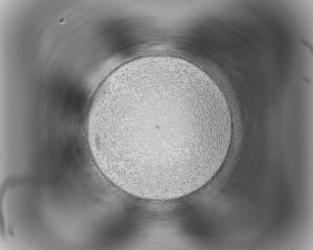 X0000103961392200810171852