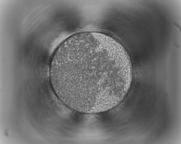 X0000103961461200810171851