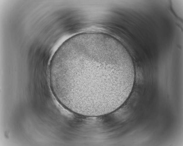 X0000103961478200810171850