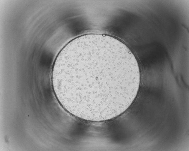 X0000103961484200810171850