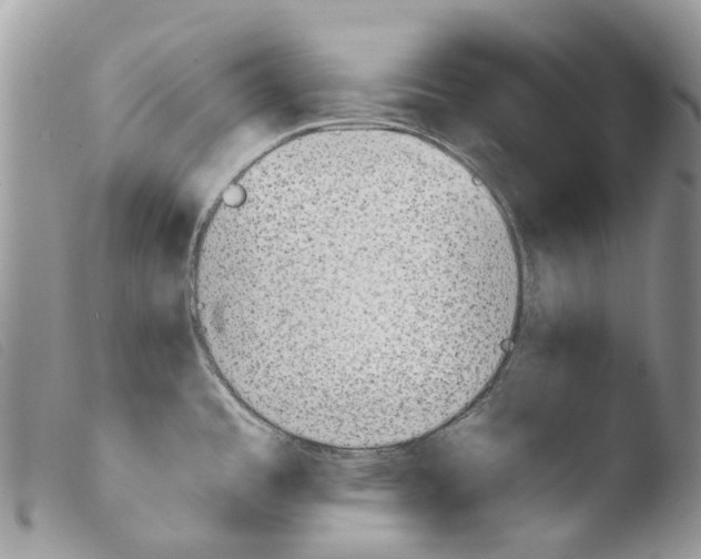 X0000103961485200810171850