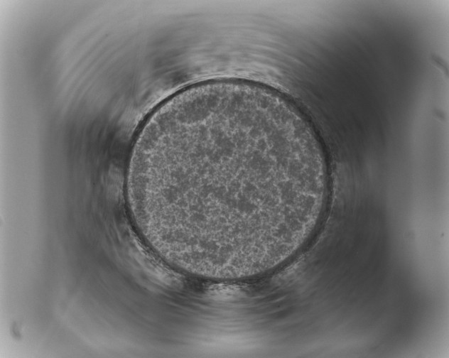 X0000103961505200810171850