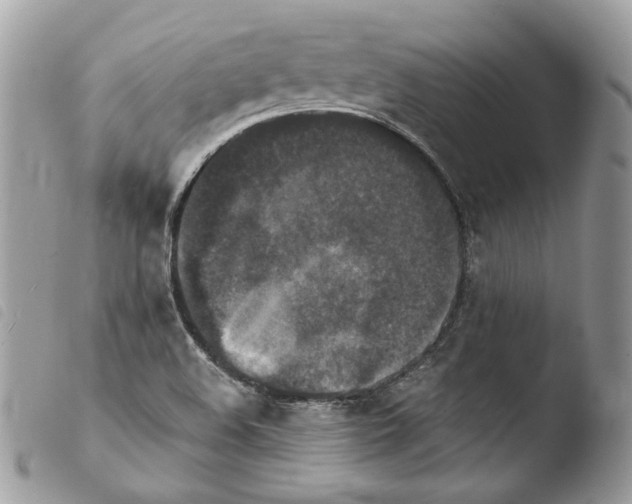 X0000103961508200810171850