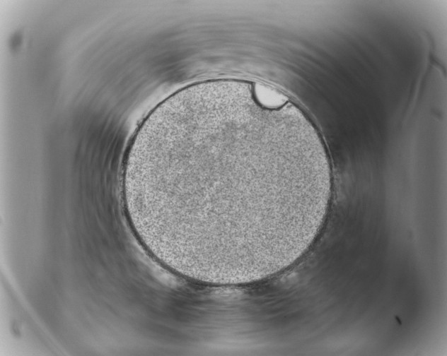 X0000103961525200810171850